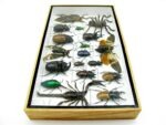 Echte exotische Insekten - Einzelstück - im 3D L-Schaukasten - Wandbild 7-A-L-05 – Bild 8