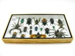 Echte exotische Insekten - Einzelstück - im 3D L-Schaukasten - Wandbild 7-A-L-05 – Bild 9
