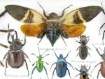 Echte exotische Insekten - Einzelstück - im 3D L-Schaukasten - Wandbild 7-A-L-05 – Bild 10