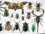 Echte exotische Insekten - Einzelstück - im 3D L-Schaukasten - Wandbild 7-A-L-05 – Bild 11