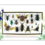 Echte exotische Insekten - Einzelstück - im 3D L-Schaukasten - Wandbild 7-A-L-06