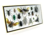 Echte exotische Insekten - Einzelstück - im 3D L-Schaukasten - Wandbild 7-A-L-06 – Bild 2