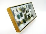 Echte exotische Insekten - Einzelstück - im 3D L-Schaukasten - Wandbild 7-A-L-06 – Bild 3