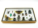 Echte exotische Insekten - Einzelstück - im 3D L-Schaukasten - Wandbild 7-A-L-06 – Bild 4