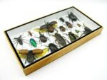 Echte exotische Insekten - Einzelstück - im 3D L-Schaukasten - Wandbild 7-A-L-06 – Bild 6