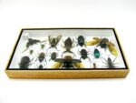 Echte exotische Insekten - Einzelstück - im 3D L-Schaukasten - Wandbild 7-A-L-06 – Bild 9