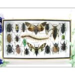 Echte exotische Insekten - Einzelstück - im 3D L-Schaukasten - Wandbild 8-A-L-07