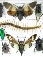 Echte exotische Insekten - Einzelstück - im 3D L-Schaukasten - Wandbild 8-A-L-07 – Bild 10