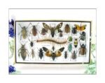 Echte exotische Insekten - Einzelstück - im 3D L-Schaukasten - Wandbild 7-A-L-08