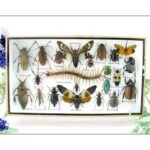 Echte exotische Insekten - Einzelstück - im 3D L-Schaukasten - Wandbild 7-A-L-08