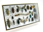 Echte exotische Insekten - Einzelstück - im 3D L-Schaukasten - Wandbild 7-A-L-08 – Bild 2