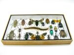 Echte exotische Insekten - Einzelstück - im 3D L-Schaukasten - Wandbild 7-A-L-08 – Bild 4