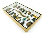 Echte exotische Insekten - Einzelstück - im 3D L-Schaukasten - Wandbild 7-A-L-08 – Bild 5