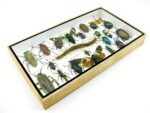 Echte exotische Insekten - Einzelstück - im 3D L-Schaukasten - Wandbild 7-A-L-08 – Bild 6