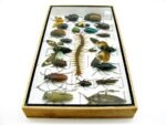 Echte exotische Insekten - Einzelstück - im 3D L-Schaukasten - Wandbild 7-A-L-08 – Bild 7