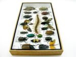Echte exotische Insekten - Einzelstück - im 3D L-Schaukasten - Wandbild 7-A-L-08 – Bild 8