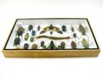 Echte exotische Insekten - Einzelstück - im 3D L-Schaukasten - Wandbild 7-A-L-08 – Bild 9