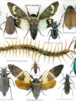 Echte exotische Insekten - Einzelstück - im 3D L-Schaukasten - Wandbild 7-A-L-08 – Bild 10