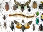 Echte exotische Insekten - Einzelstück - im 3D L-Schaukasten - Wandbild 7-A-L-08 – Bild 11