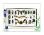 Echte exotische Insekten - Einzelstück - im 3D L-Schaukasten - Wandbild 6-A-L-09