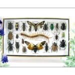 Echte exotische Insekten - Einzelstück - im 3D L-Schaukasten - Wandbild 6-A-L-09