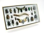 Echte exotische Insekten - Einzelstück - im 3D L-Schaukasten - Wandbild 6-A-L-09 – Bild 2