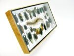 Echte exotische Insekten - Einzelstück - im 3D L-Schaukasten - Wandbild 6-A-L-09 – Bild 3