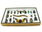 Echte exotische Insekten - Einzelstück - im 3D L-Schaukasten - Wandbild 6-A-L-09 – Bild 4