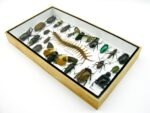 Echte exotische Insekten - Einzelstück - im 3D L-Schaukasten - Wandbild 6-A-L-09 – Bild 5