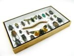Echte exotische Insekten - Einzelstück - im 3D L-Schaukasten - Wandbild 6-A-L-09 – Bild 6