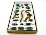 Echte exotische Insekten - Einzelstück - im 3D L-Schaukasten - Wandbild 6-A-L-09 – Bild 7