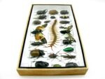Echte exotische Insekten - Einzelstück - im 3D L-Schaukasten - Wandbild 6-A-L-09 – Bild 8