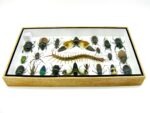 Echte exotische Insekten - Einzelstück - im 3D L-Schaukasten - Wandbild 6-A-L-09 – Bild 9