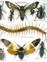 Echte exotische Insekten - Einzelstück - im 3D L-Schaukasten - Wandbild 6-A-L-09 – Bild 10
