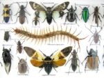 Echte exotische Insekten - Einzelstück - im 3D L-Schaukasten - Wandbild 6-A-L-09 – Bild 11