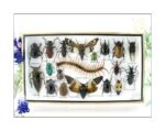 Echte exotische Insekten - Einzelstück - im 3D L-Schaukasten - Wandbild 5-A-L-10