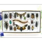 Echte exotische Insekten - Einzelstück - im 3D L-Schaukasten - Wandbild 5-A-L-10