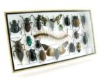 Echte exotische Insekten - Einzelstück - im 3D L-Schaukasten - Wandbild 5-A-L-10 – Bild 2