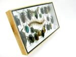 Echte exotische Insekten - Einzelstück - im 3D L-Schaukasten - Wandbild 5-A-L-10 – Bild 3