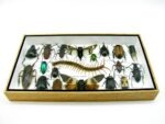Echte exotische Insekten - Einzelstück - im 3D L-Schaukasten - Wandbild 5-A-L-10 – Bild 4