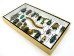 Echte exotische Insekten - Einzelstück - im 3D L-Schaukasten - Wandbild 5-A-L-10 – Bild 5