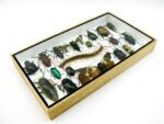 Echte exotische Insekten - Einzelstück - im 3D L-Schaukasten - Wandbild 5-A-L-10 – Bild 6