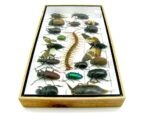 Echte exotische Insekten - Einzelstück - im 3D L-Schaukasten - Wandbild 5-A-L-10 – Bild 7