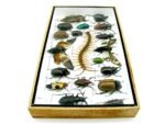 Echte exotische Insekten - Einzelstück - im 3D L-Schaukasten - Wandbild 5-A-L-10 – Bild 8