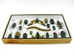 Echte exotische Insekten - Einzelstück - im 3D L-Schaukasten - Wandbild 5-A-L-10 – Bild 9