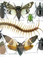 Echte exotische Insekten - Einzelstück - im 3D L-Schaukasten - Wandbild 5-A-L-10 – Bild 10