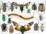 Echte exotische Insekten - Einzelstück - im 3D L-Schaukasten - Wandbild 5-A-L-10 – Bild 11