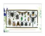 Echte exotische Insekten - Einzelstück - im 3D L-Schaukasten - Wandbild 6-A-L-11