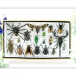 Echte exotische Insekten - Einzelstück - im 3D L-Schaukasten - Wandbild 6-A-L-11