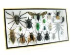 Echte exotische Insekten - Einzelstück - im 3D L-Schaukasten - Wandbild 6-A-L-11 – Bild 2